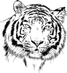 tiger drawn with ink from the hands of a predator tattoo 