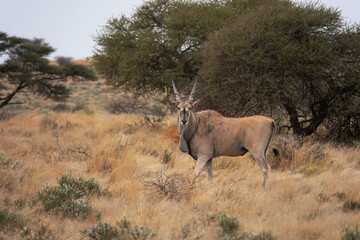 Common Eland bull