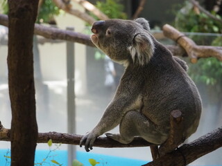 木の枝の上に器用に座るコアラ