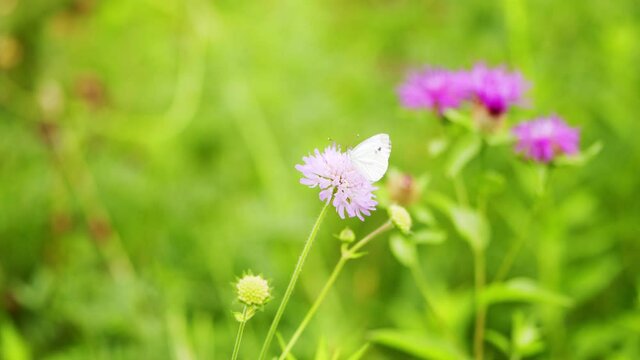 White butterfly on wild scabious.