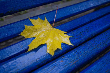 autumn leaves on a bench. Close up 