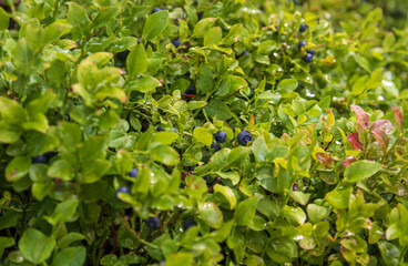 berries on a bush