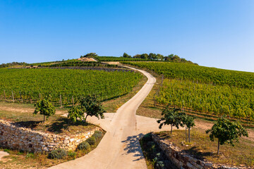 Fototapeta na wymiar Panoramic view about Tokaj historic wine region in Hungary with winery and vineyard. Tokaj historic wine region.