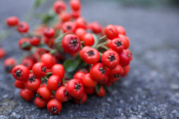 Red berries close up view.  Autumn natural background 