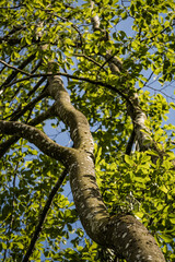 Fototapeta premium tree