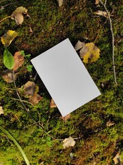 Autumn mockup for postcards or greetings. Template for photomontage. A postcard on moss with yellow leaves.