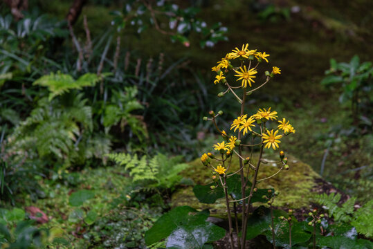 ししおどし の画像 1 079 件の Stock 写真 ベクターおよびビデオ Adobe Stock