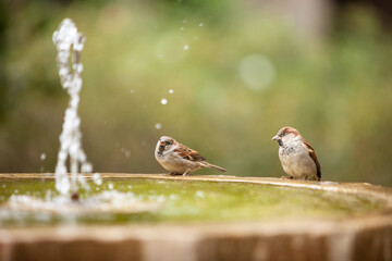 Two sparrows sitting on a stone fountain somewhere in a green park