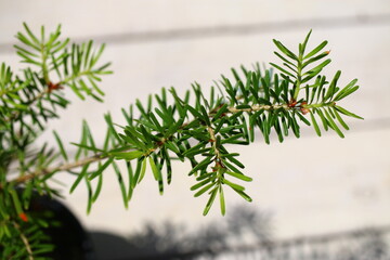 Jodła koreańska Abies koreana Kusang namu BLUE EMPEROR