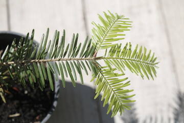 Jodła koreańska Abies koreana Kusang namu BLUE EMPEROR © Perovskia