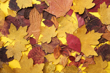 Naklejka na ściany i meble Fallen Autumn Foliage Lying On Yellow Background