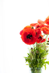 Flowers red poppies or corn poppy, corn rose, field poppy on a white background
