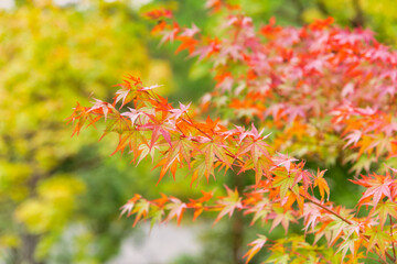 紅葉