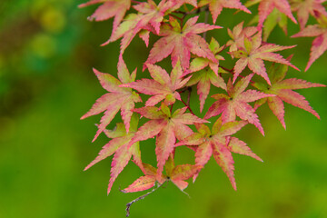 紅葉