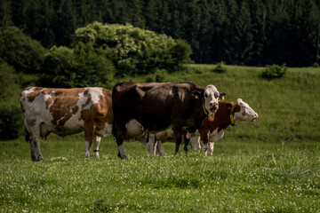 cows