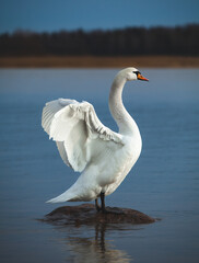 Mute swan standing on a rock in blue water and stretching its neck, wings spread. Cygnus olor.