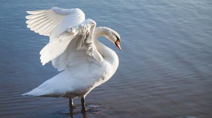 Mute swan standing on a rock in blue water and stretching, wings spread. Cygnus olor.