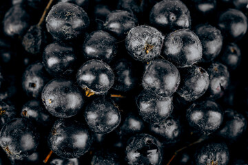 Berries of the chokeberry (Aronia melanocarpa) as a background