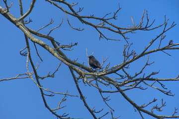 Petit oiseau dans les branches .
