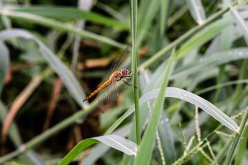 dragonfly on a leaf