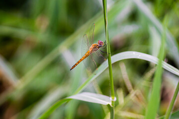 dragonfly on a leaf