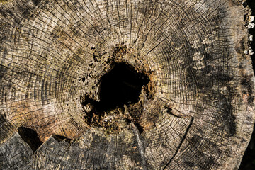 Tree hole