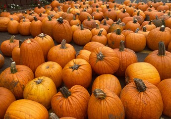 abundance of pumpkins at the market