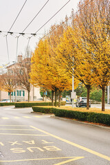 Autumn in the city, road line for taxi and bus, alley with fall trees