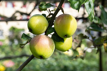 Reife Äpfel im Klostergarten, Wesemlin, Luzern, Schweiz