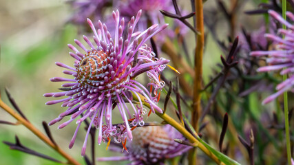 Purple wildflower