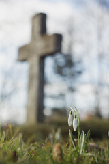 Cross in the old cemetery. Flowers blooming in the cemetery
