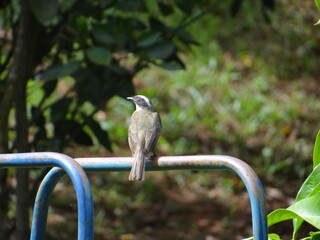 passarinho trinca ferro