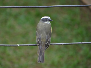 passarinho trinca ferro