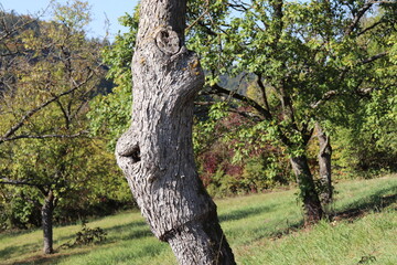 Obstbaum veredelt Veredelung nach Jahrzehnten Obstbaumveredelung Pfropfen 