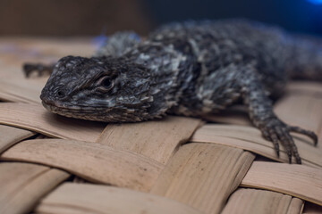 close up of Lizard, Sceloporus spinosus, is resting, selective focus, with a beige background.