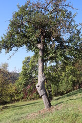 Fototapeta premium alter Obstbaum, der vor Jahrzehnten durch Propfen veredelt wurde