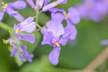 Fototapeta na wymiar Zoge flowers, macro - close-up blurred texture background