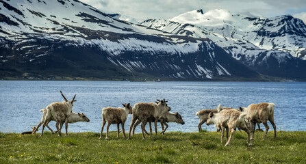 A group of reindeer by the Norwegian fjord