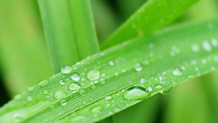 Shot of Droplet Falling from Fresh transparent dew. Morning diffuse lighting.