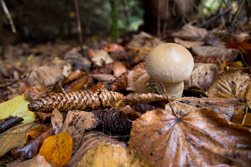 Obraz premium puffball mushroom in the autumnal forest