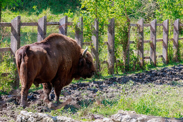 Bison in the aviary. The symbol of Moldova. Natural protected by the state reserve. Background with copy space © Iurii Gagarin