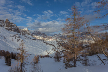 Winter panorama with larch trees illuminated by sunlight and beautiful Dolomite peaks of Cadore region in the background. San Vito di Cadore, Dolomites, Italy