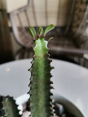 Naklejka premium Close up photo of cactus with three leaves above it. Fit for news, macro photography lesson, etc.