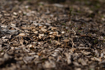 ants on the ground