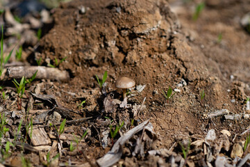 soil