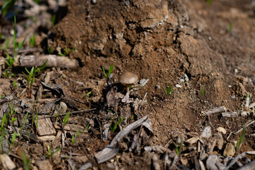 ants on the ground