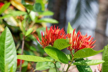 Two red ixora flower with leaves in the garden