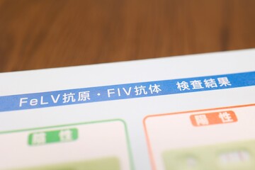 FeLV/FIVウィルス検査に関する書類　猫の病気