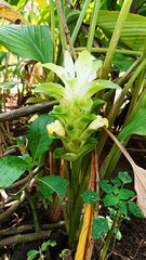 flower heads grow from shoots of herbal plants