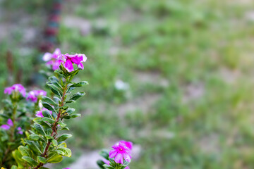 Dry pink periwinkle flower on a branch in the garden with copy space